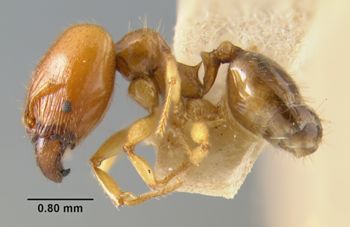 Media type: image;   Entomology 22753 Aspect: habitus lateral view